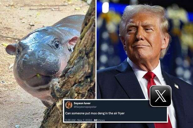 Internet calls for baby hippo Moo Deng to be 'thrown in air fryer' after Trump victory