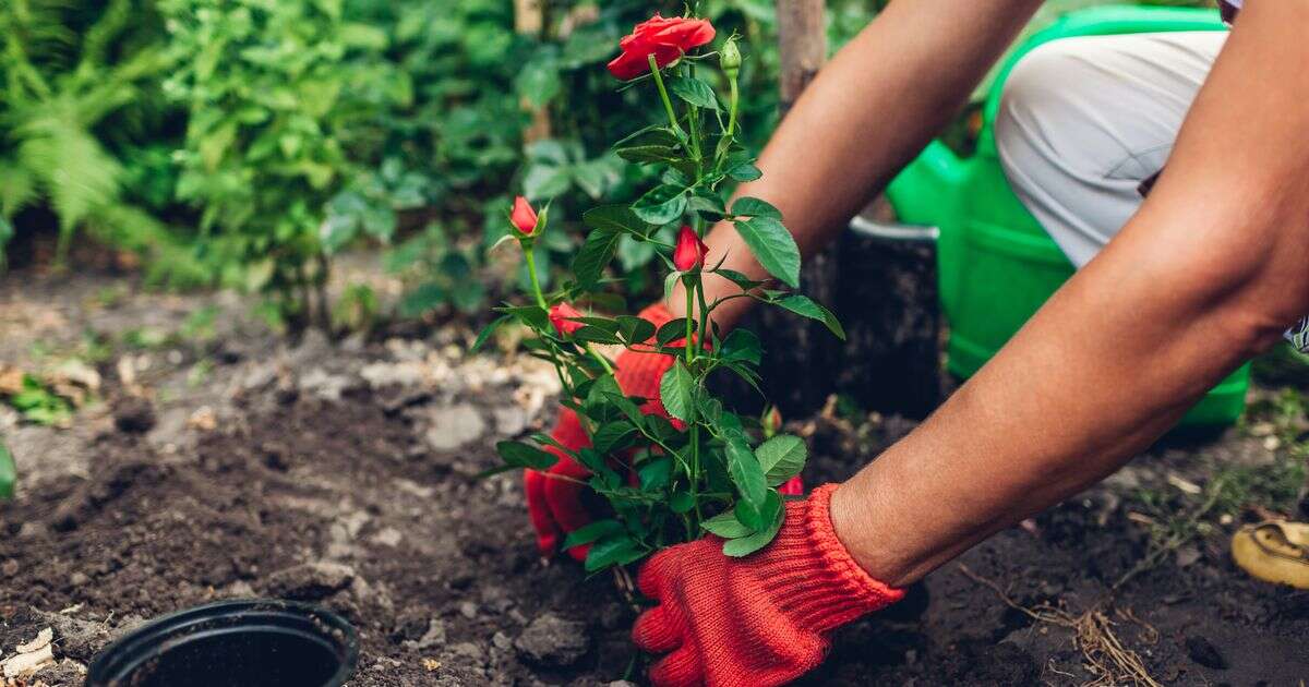 Roses will 'spring to life in beautiful bloom' after winter if vital job is done