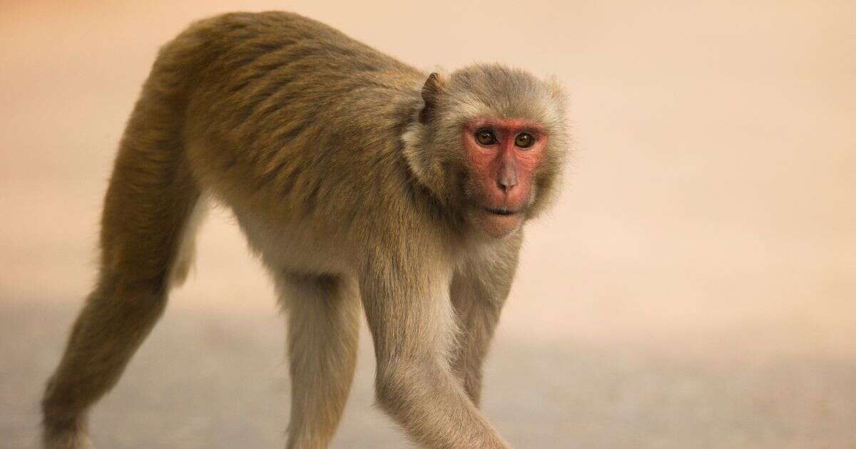 Urgent warning as 43 monkeys escape research centre after worker leaves door unlocked