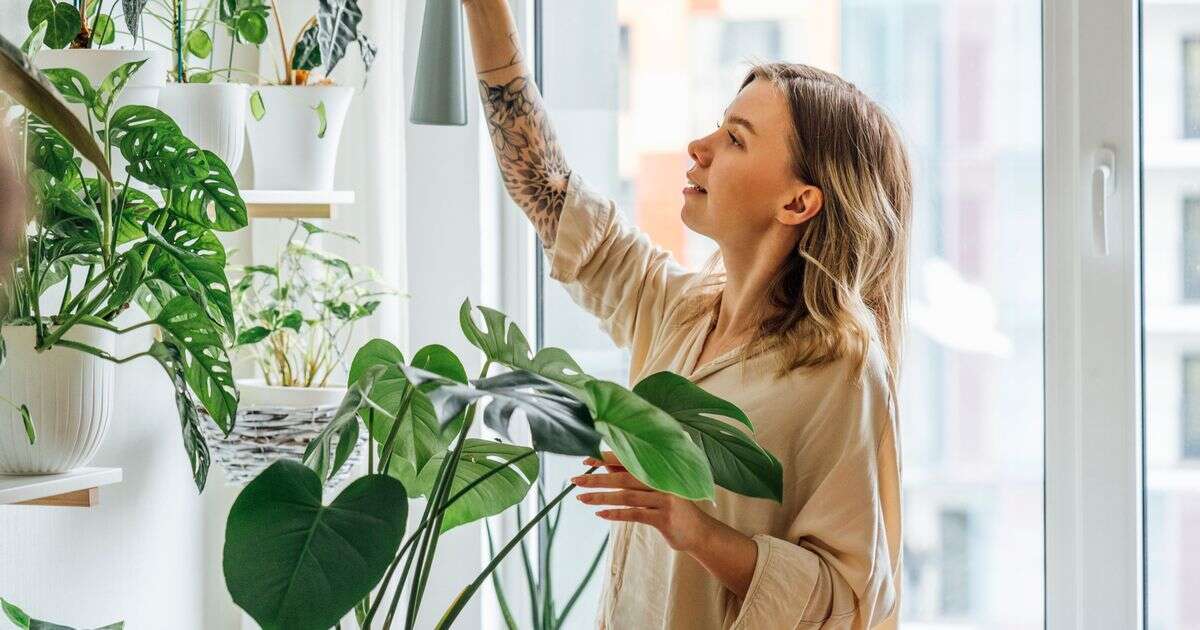 One plant for your bedroom to help you sleep - and NASA scientists agree