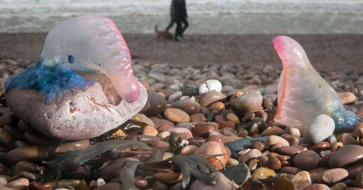 Britain swarming with Portuguese man o’ war as beachgoers urged to watch out for 'floating terrors'