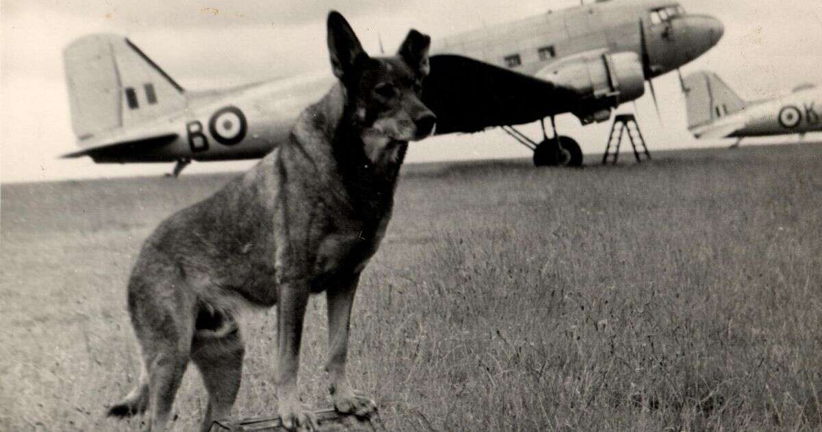 Rare bravey medal for hero dog in Second World War goes to auction for £40,000