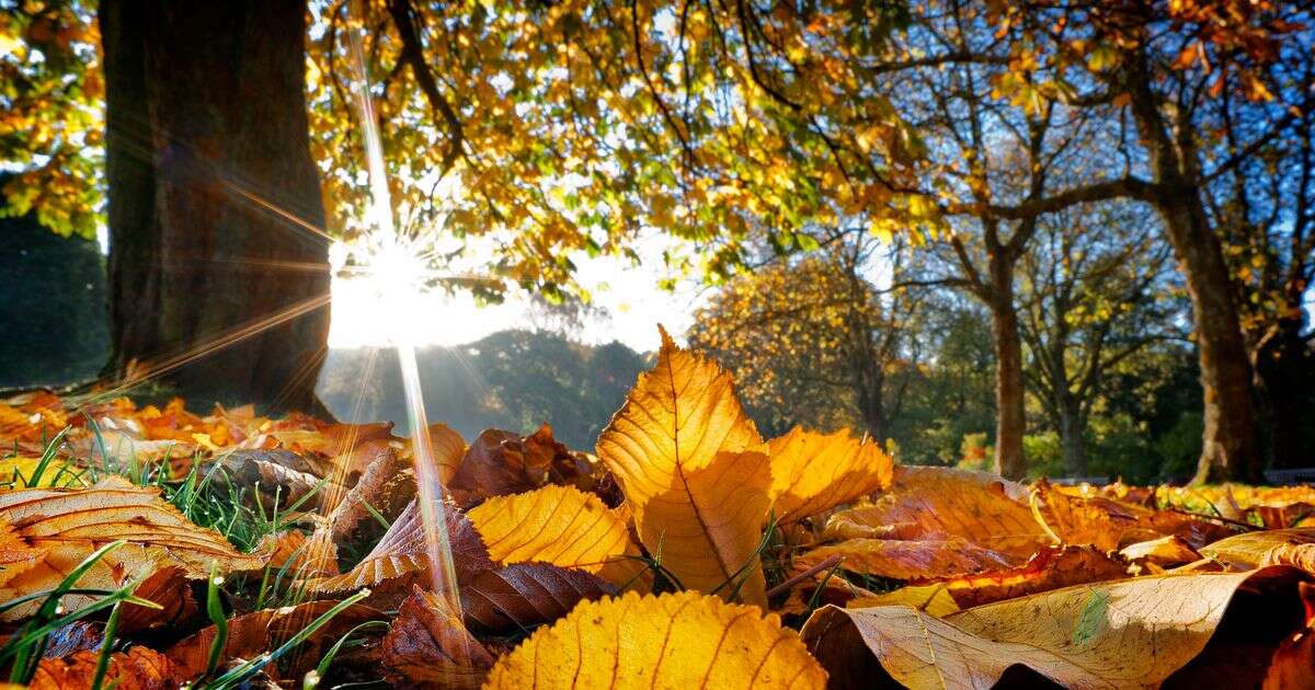 Gardeners must complete one task with fallen leaves this month to reap benefits