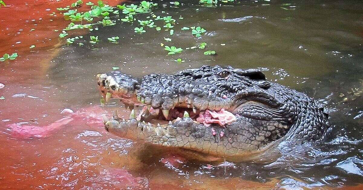 World's oldest crocodile Cassius – famous for Australian boat rampage – dies aged 120