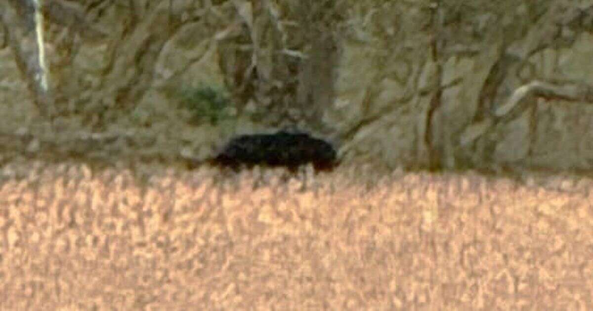 'Big cat' measuring 'six-foot-long' seen in UK countryside sparks fears panther on loose