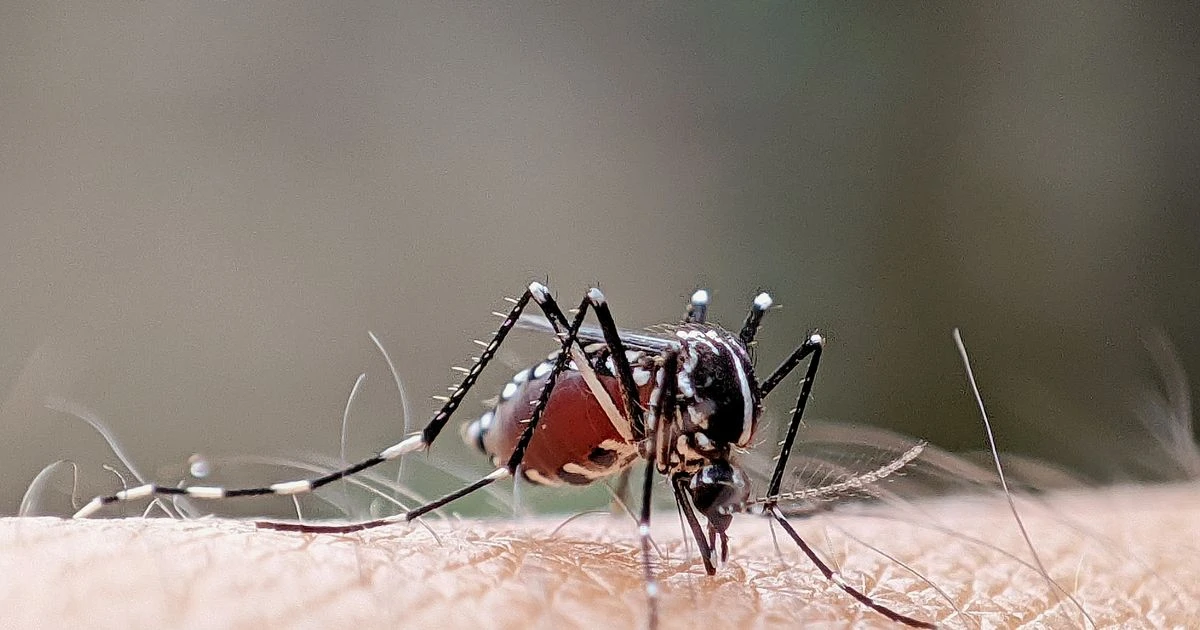 Virus warning as new strain of 'bluetongue' sweeps Europe with fears it could reach UKAnimals