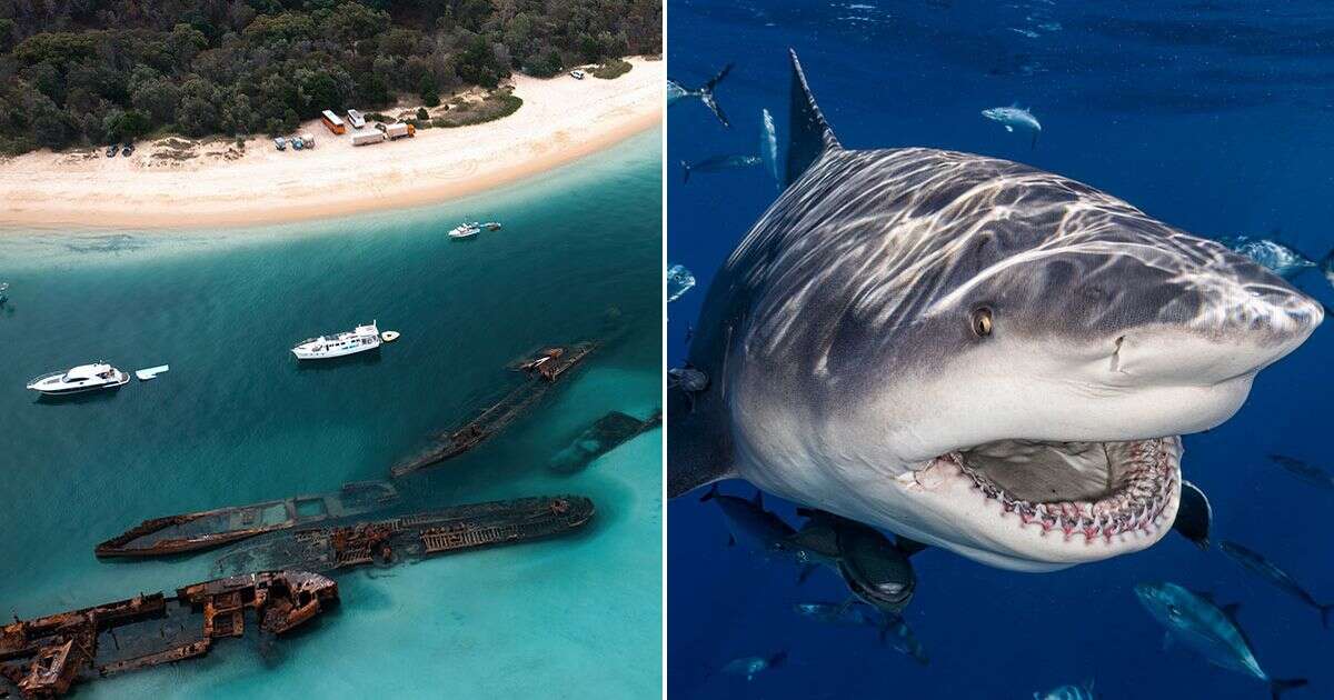 Shark attack horror at Australia holiday hotspot as tourist airlifted to hospital after bite