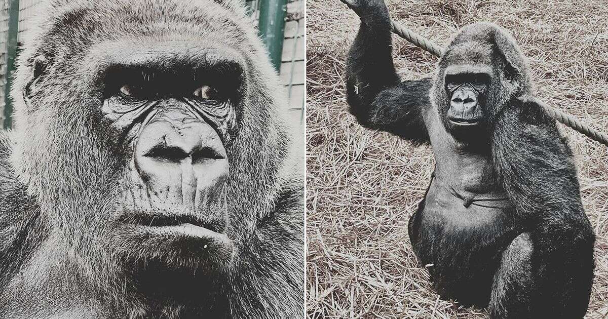 Heartbreak as much-loved gorilla Tebe dies at Howletts Wild Animal Park after 45 years