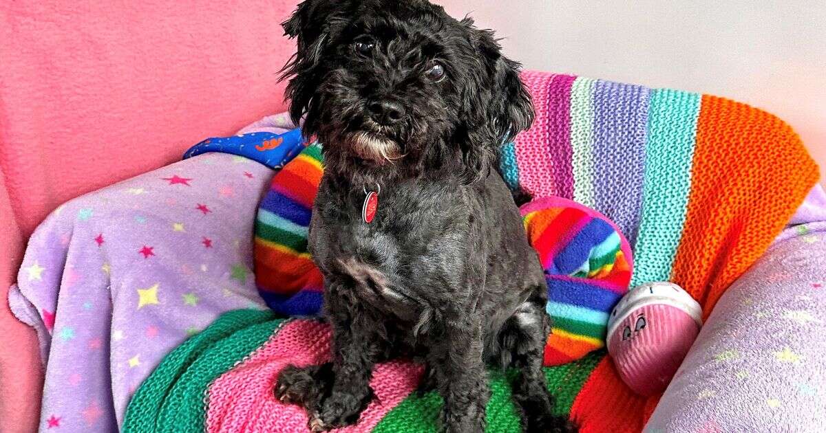 'UK's most forgotten dog' has spent a decade in kennels waiting for forever home