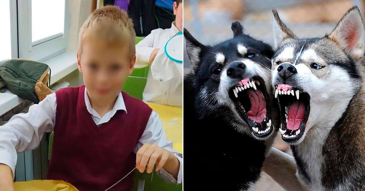 Boy, nine, has 'face torn off' by two huskies in vicious dog attack while helping dad