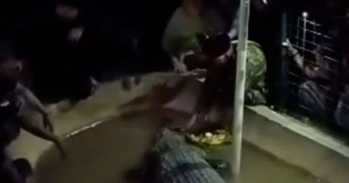 Theme park visitors scream as 'tame' crocodile bites grandfather's arm dragging him into water