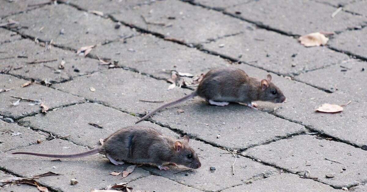 Horror as major UK city invaded by monster rats 'the size of CATS' leaping out of bins