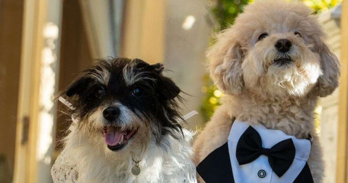 Romantic estate hosts first-ever doggy wedding after pup's 'lonely hearts' plea