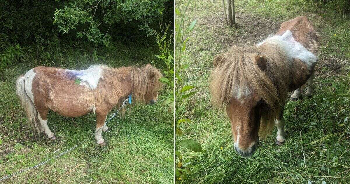 Man banned from keeping horses for 10 years after what he did to a Shetland pony