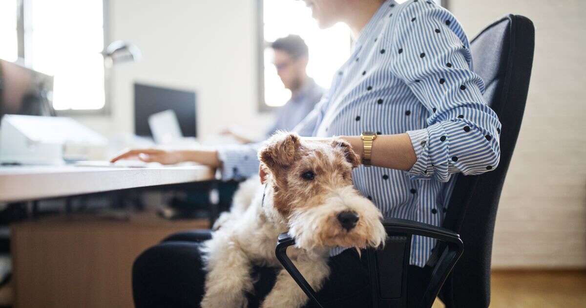 5 benefits of having dogs at work - and how they can improve productivity