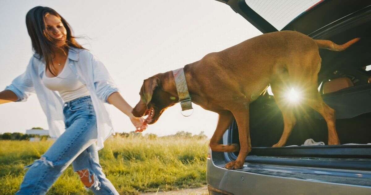 Car protector that 'keeps boot clean and free from scratches' is a must-have for dog owners