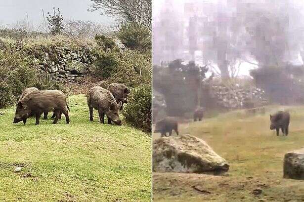 Sightings of wild boar on misty Dartmoor have raised suspicions a guerrilla rewilder has been releasing them without permission