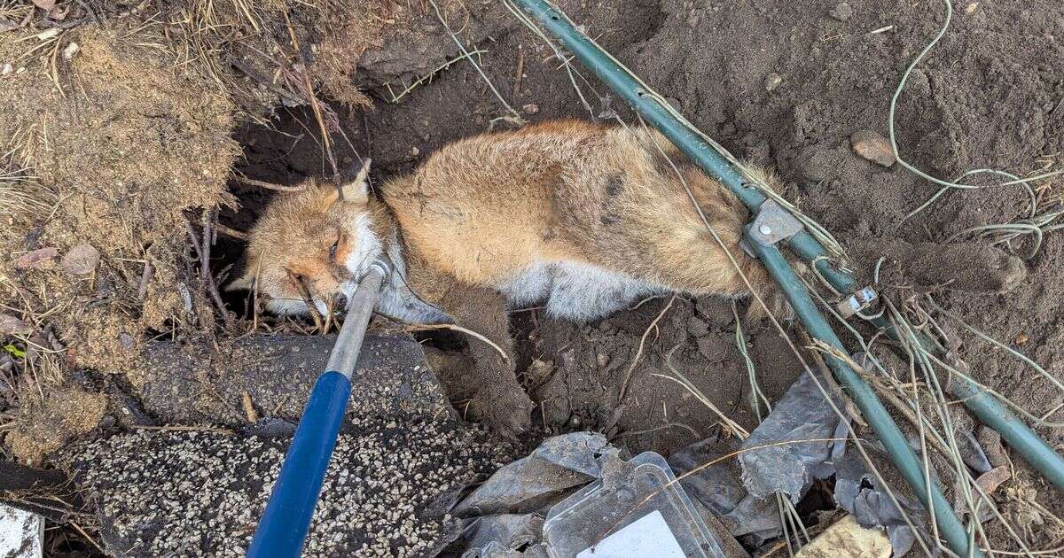 RSPCA rescues fox trapped in clothes rack - and issues warning on wildlife threat