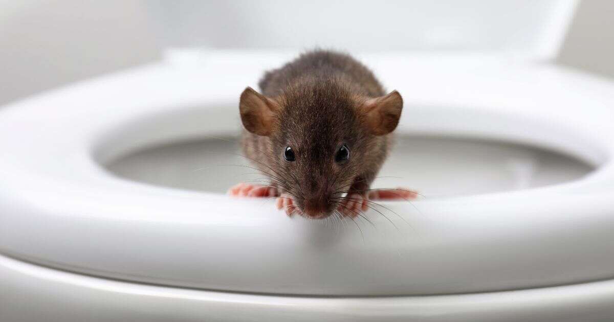 Keep rats out of the house with one kitchen item experts swear by