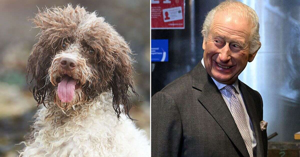 King Charles gets first new dog in decades - with very cute name