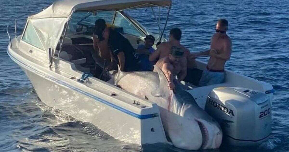 'Freak accident' as missing fisherman pulled overboard by huge shark during competition