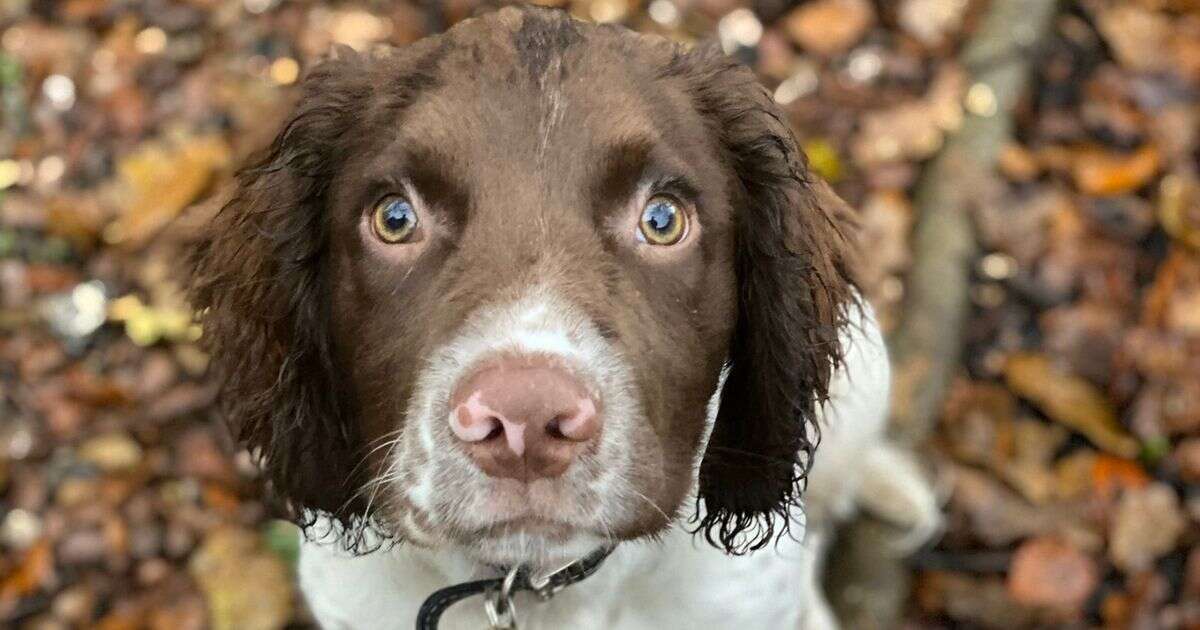 'I had to cancel Christmas after my dog made off with glazed ham and ate it all'