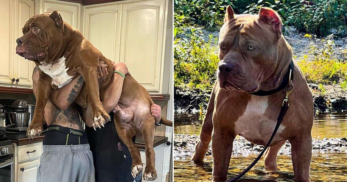 Breeder of 'world's biggest pit bull' worth £2million says kids illegally exported to UK