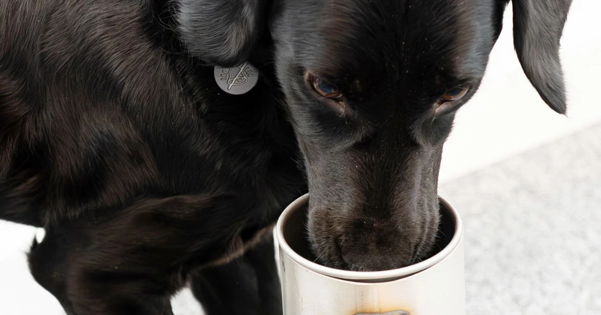 Amazing dog that can sniff out disease - and not where you might think