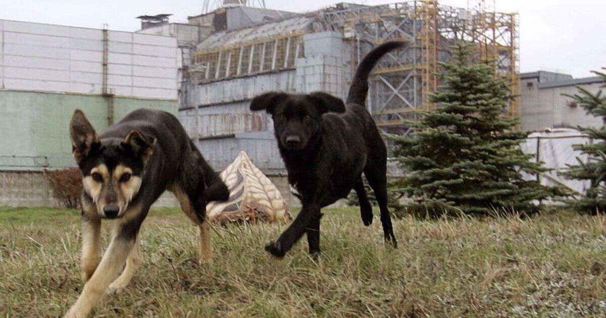 Chernobyl prowled by mutant wild dogs that have evolved to survive nuclear fallout