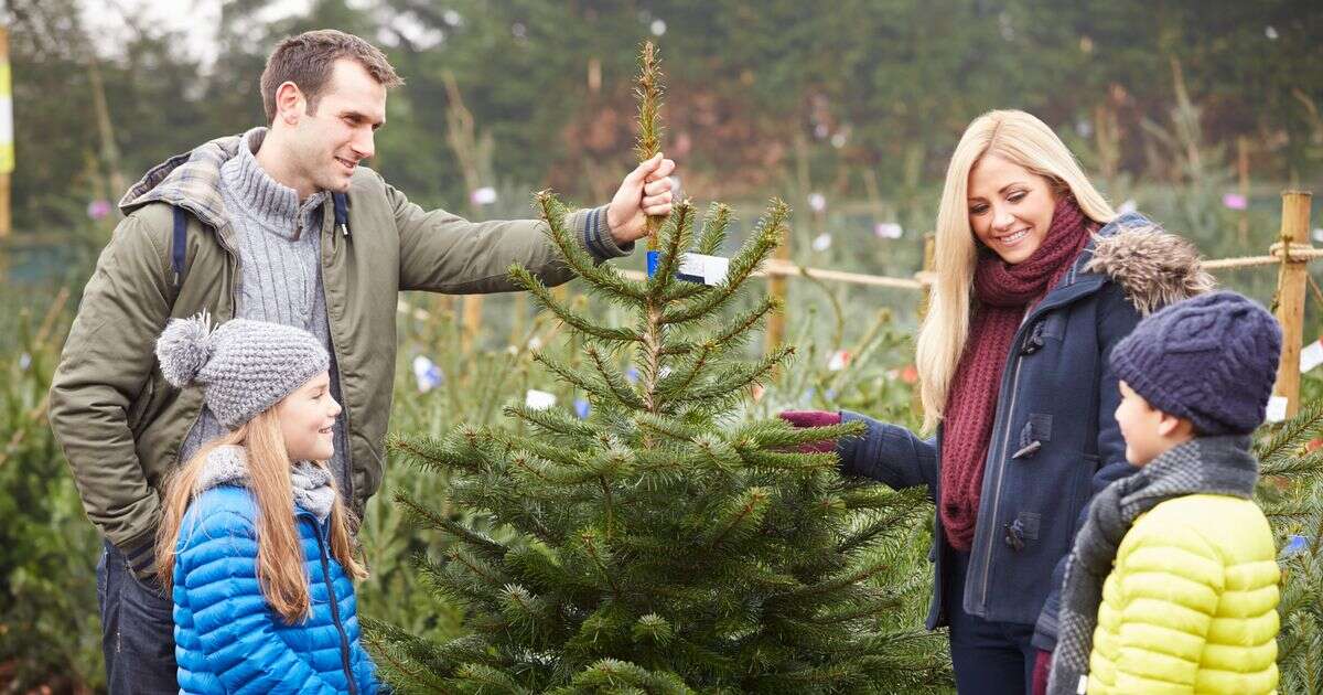 Expert urges 35p vinegar Christmas hack as trees could pose serious health risk to children