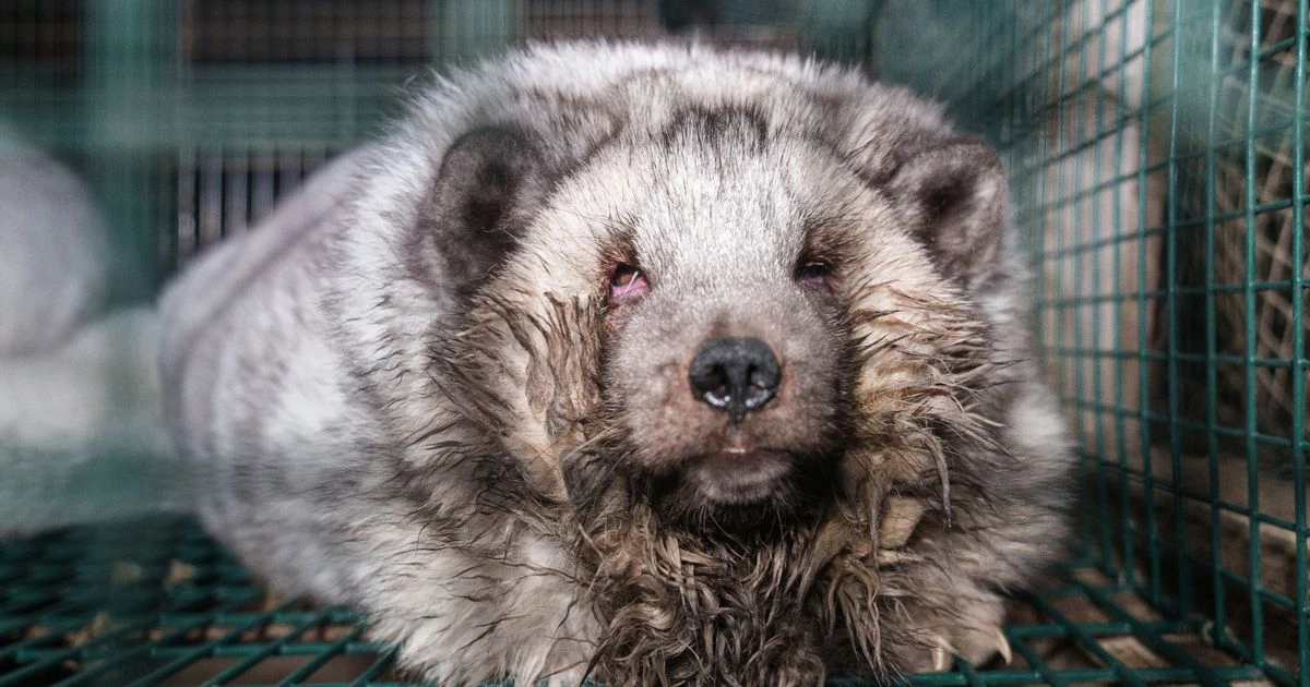Horrifying truth of fur industry revealed in new footage from farms full of animals suffering