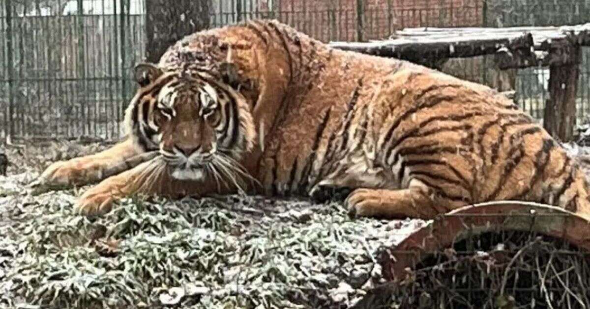 Zookeeper savaged to death by tiger after making fatal mistake