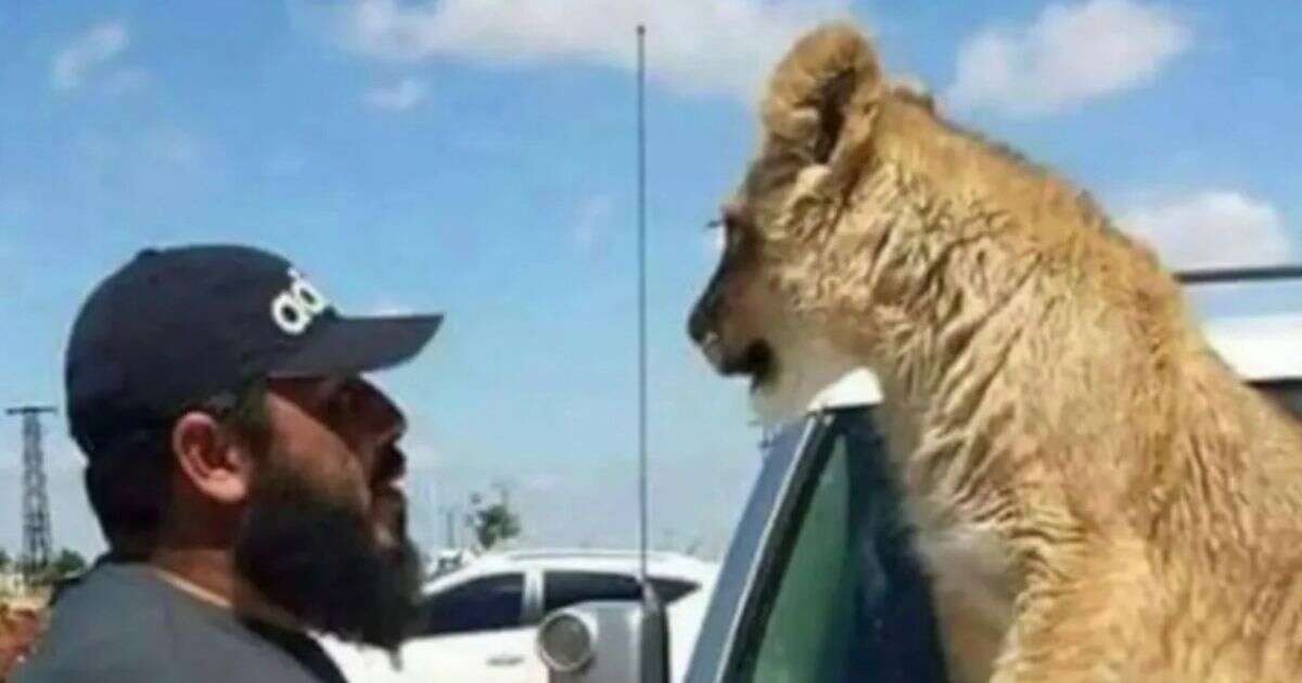 Assad's Tiger Forces member who fed prisoners to pet lion 'executed' by Syrian rebels