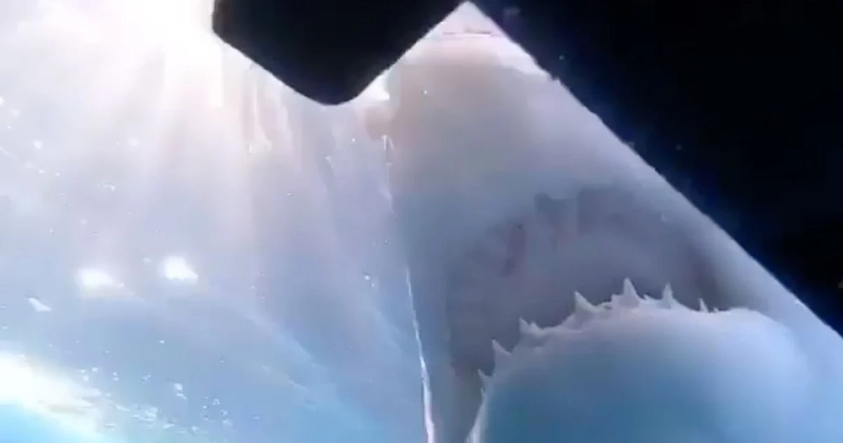 Massive Great White Shark 'tries to bite into cage where three tourists were diving'