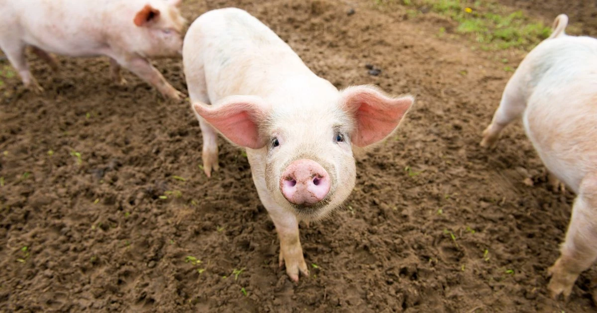 New coronavirus strain in pigs 'has potential to spread to humans', scientists warn