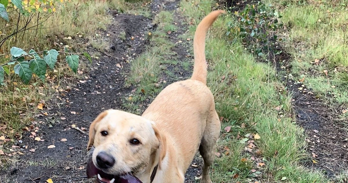 Woman mortified after Labrador finds sex toy during walk - and won't let it go