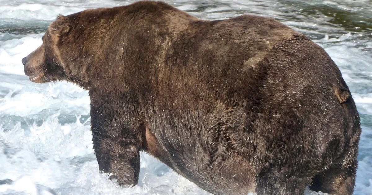 World's fattest bear crowned after eating equivalent of 41 Domino's pizzas a day