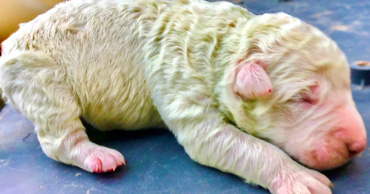 Extremely rare puppy born with green fur thanks to pigment in mother's womb