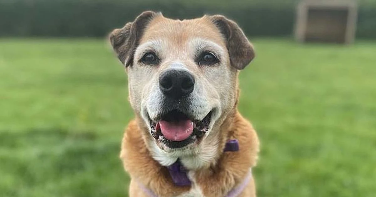 Desperate plea to find owner for UK's most unloved dog after 11 years in kennels
