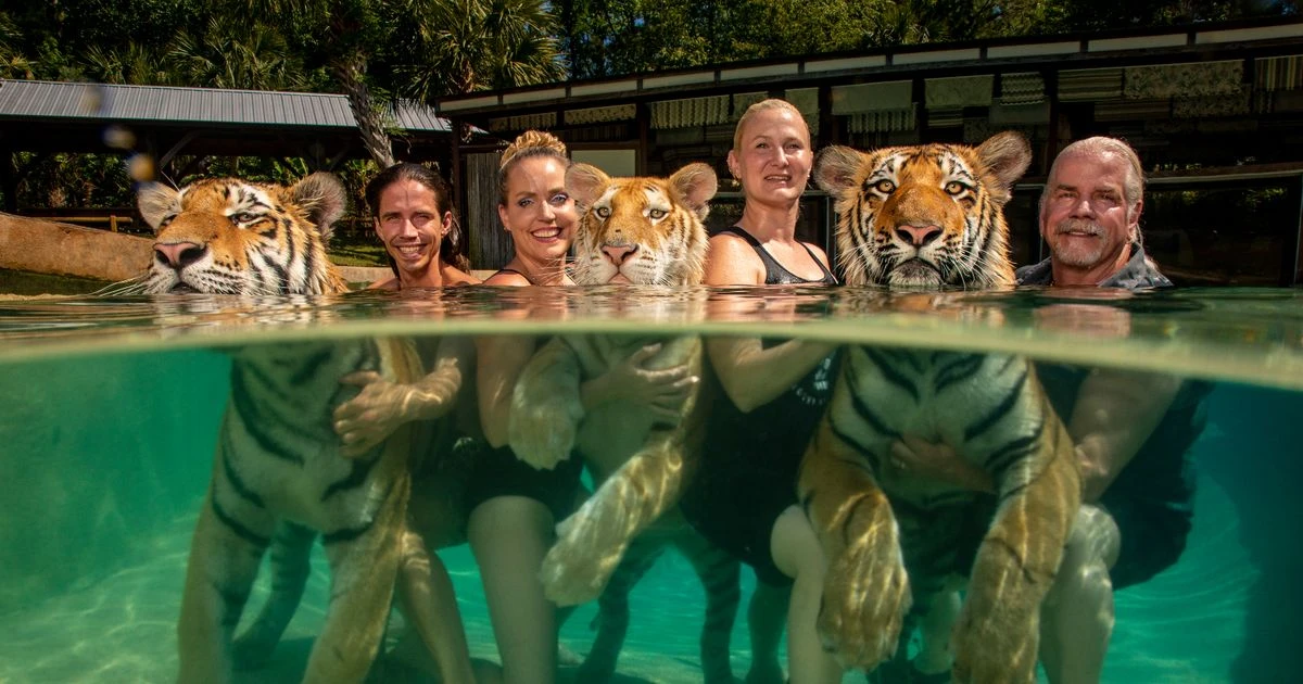 Captive tigers as tame as pussycats as they are pictured swimming with people
