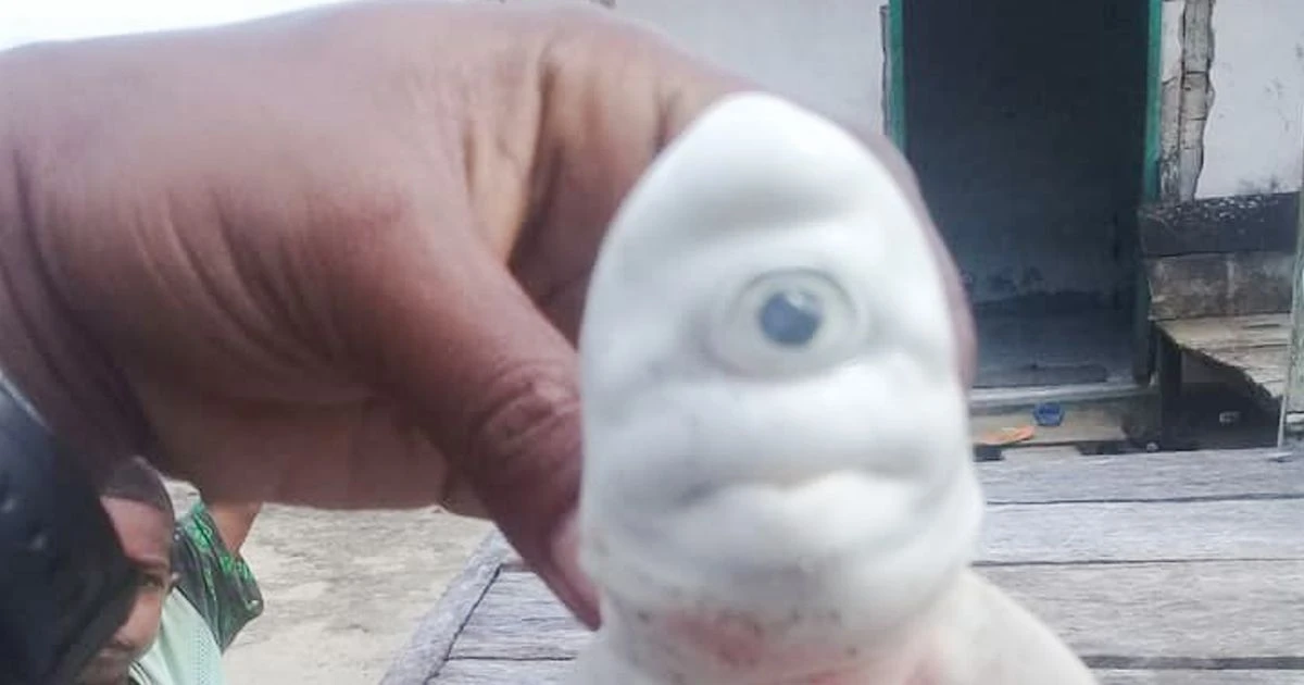 'Cyclops' albino baby shark with one eye absolutely baffles fishermen