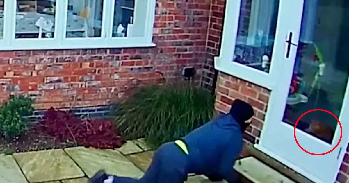 Would-be burglar caught after being stared down by cat in bizarre face-off on CCTV