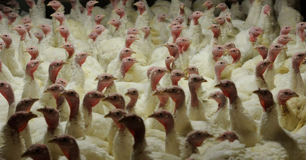 Farmers put Christmas turkeys 'on strict diet' thanks to coronavirus rules