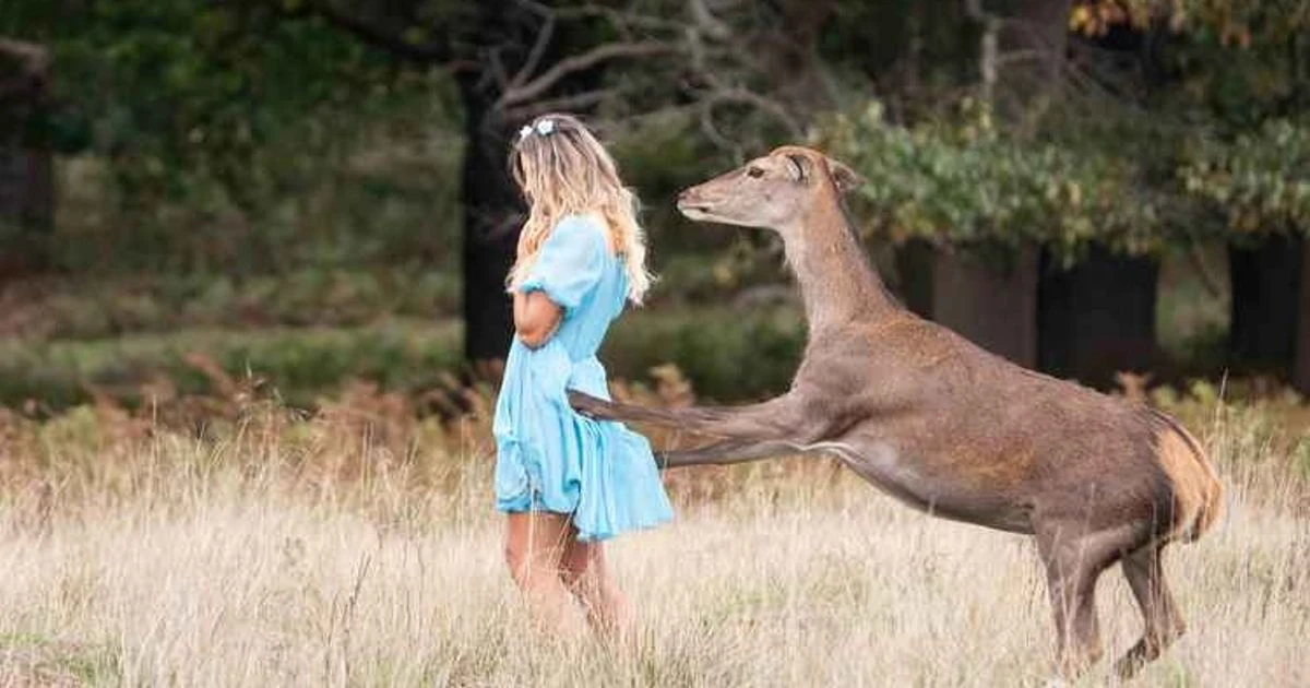 Woman 'shoved by a deer' as police warn public to keep their distance