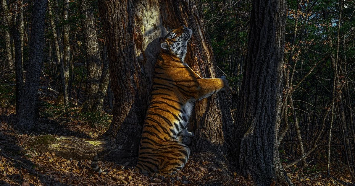 Kate Middleton announces stunning winner of Wildlife Photographer of the Year