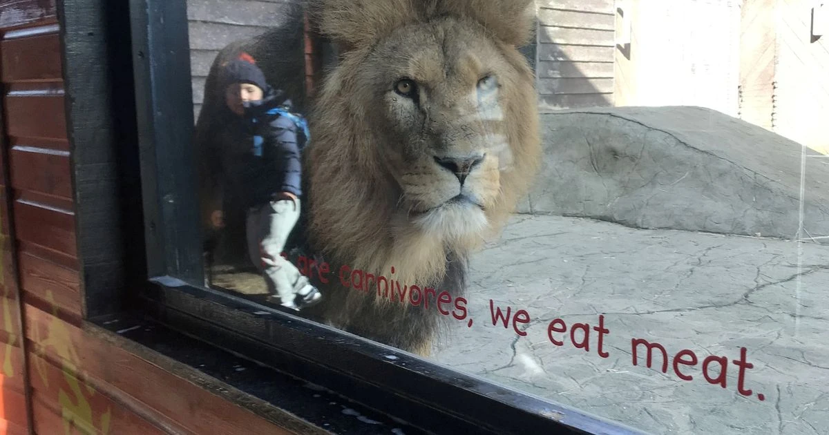 Boy, 4, 'inside' lion’s enclosure in incredible optical illusion at zoo