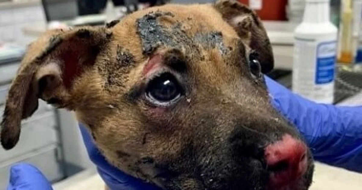 Man arrested 'after setting fire to crate with terrified puppy inside'