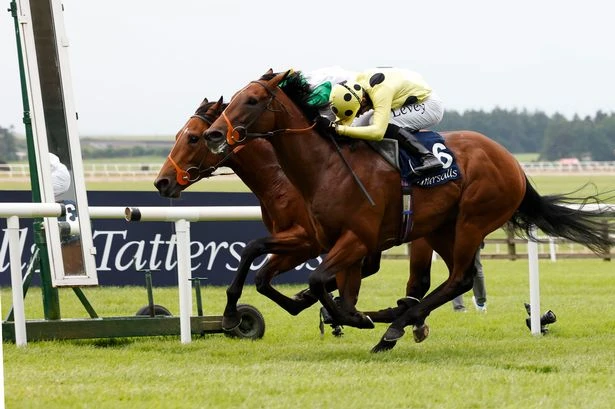 Our expert has a horse racing tip in all 44 races on Saturday