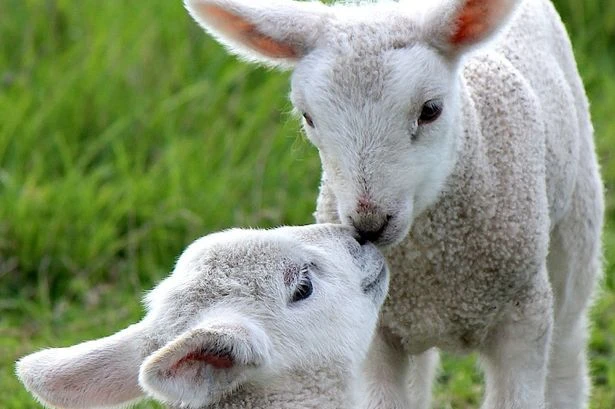 A flock of sheep have won a 'beauty contest' after being given spray tans