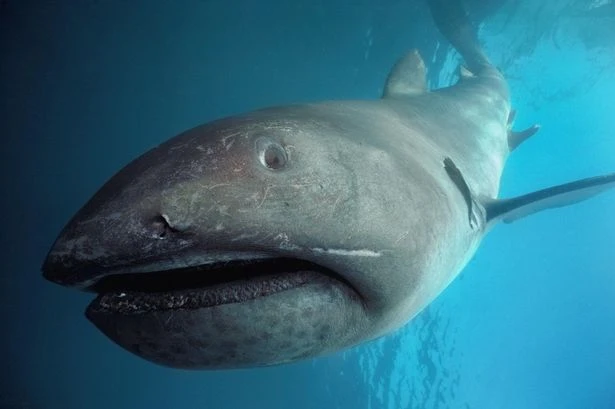 Scientists say 90% of shark breeds unknown with one 500-year-old beast roaming seas